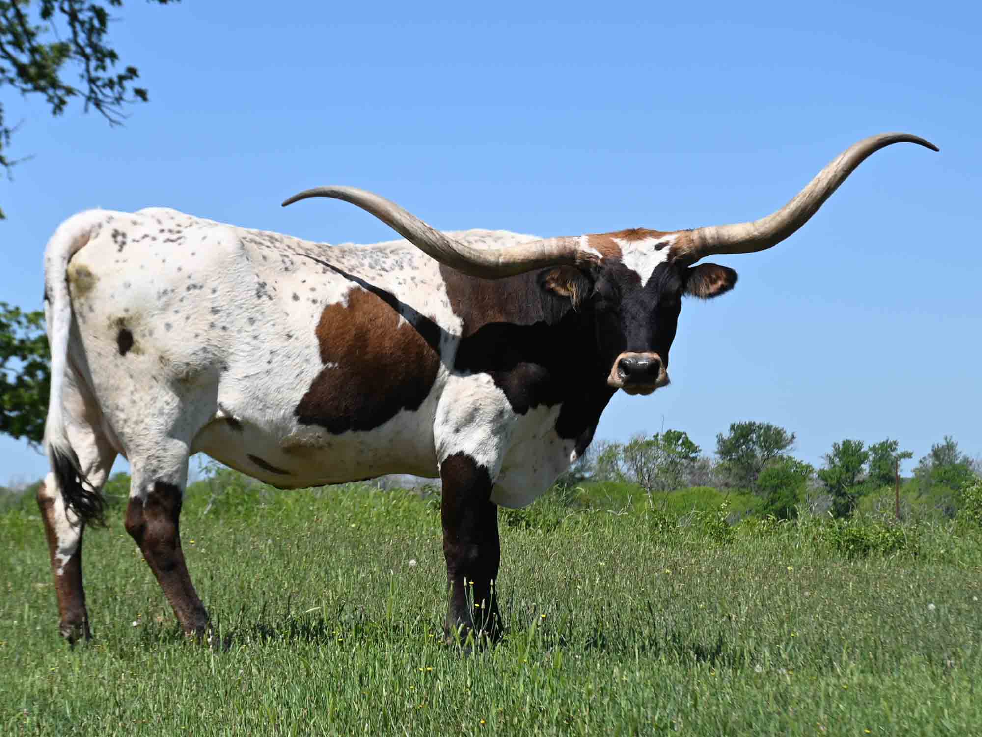 Rocking O Longhorns - Young Cows for sale
